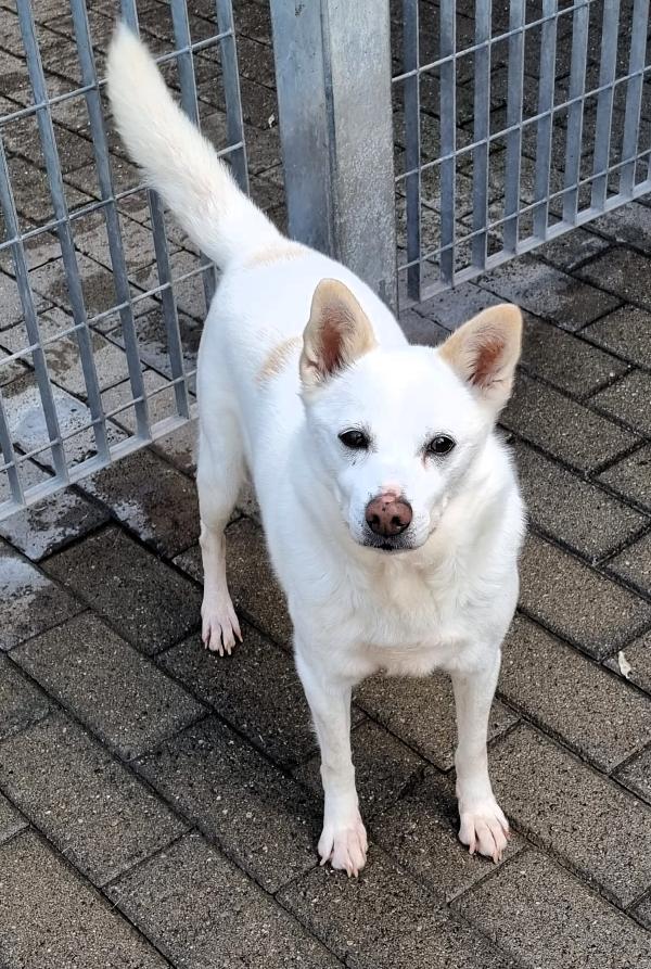 FOX CERCA CASA E AMORE Foto 5